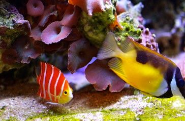 PepperFish