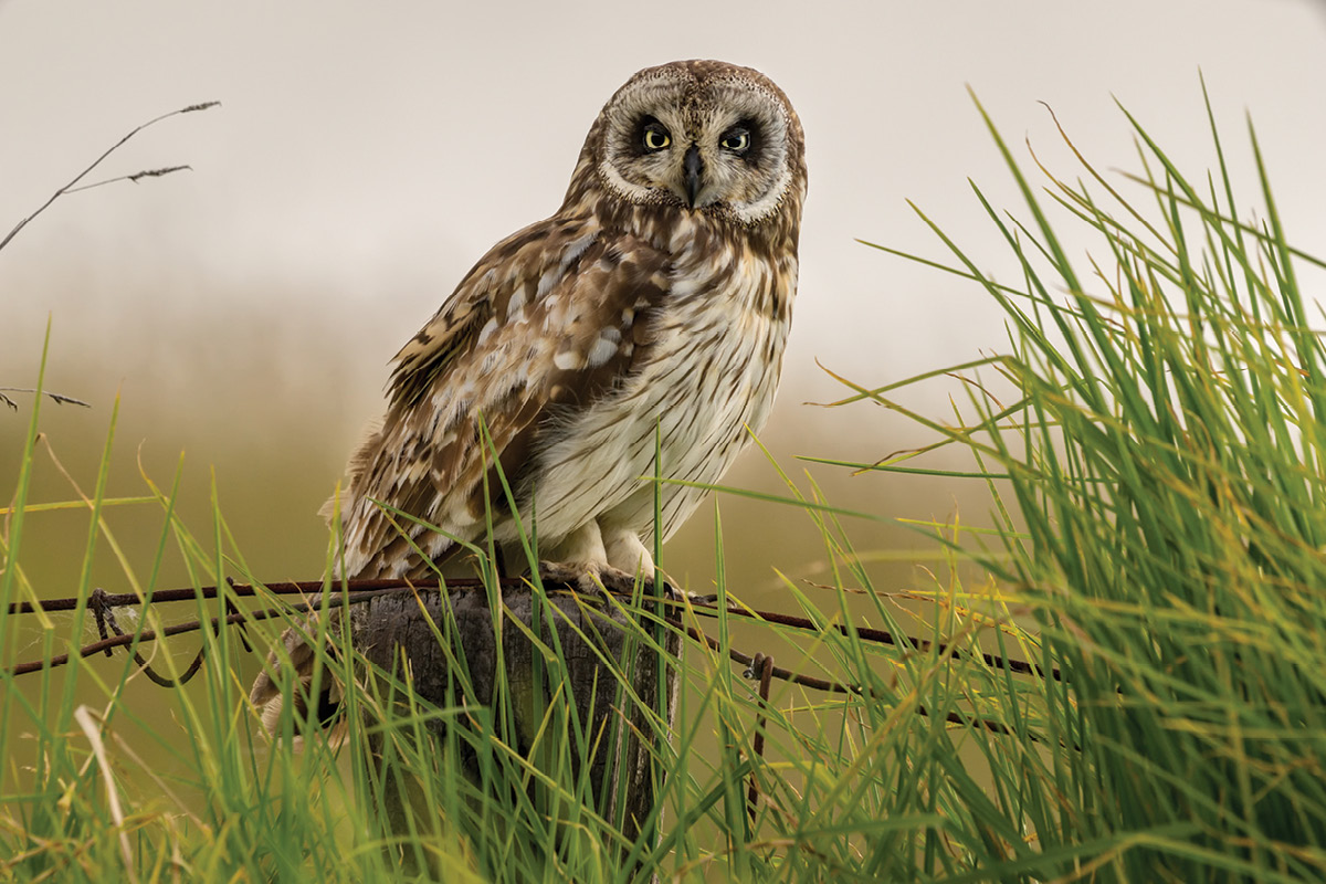 wildlife