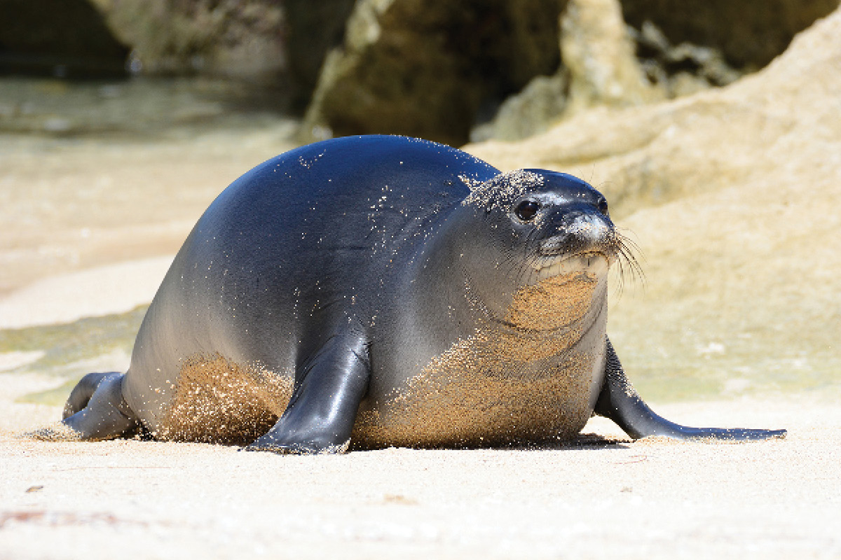 wildlife