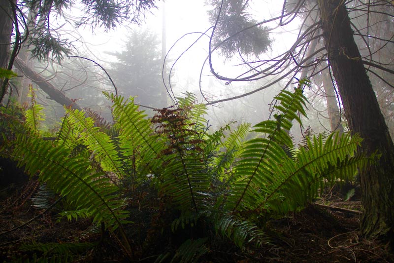 polipoli trail maui