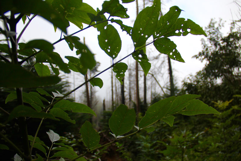polipoli trail maui