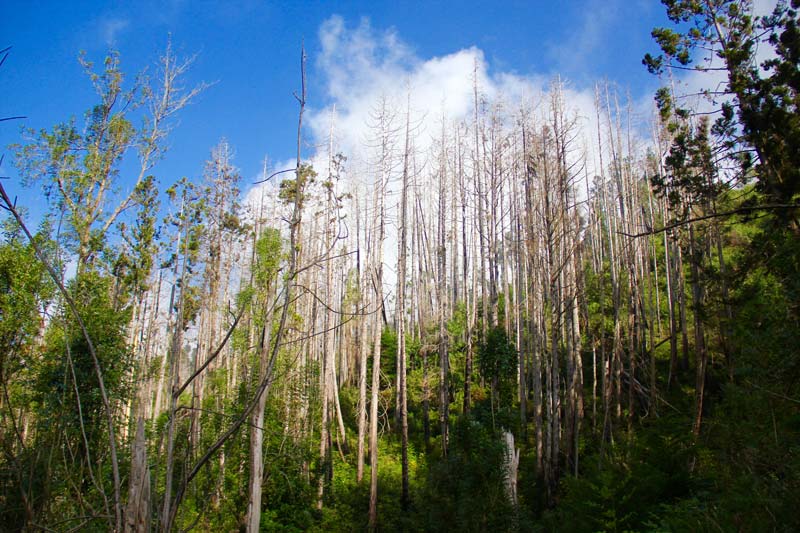 polipoli trail maui