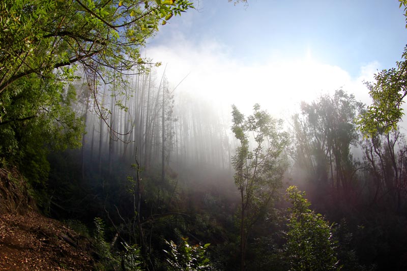 polipoli trail maui
