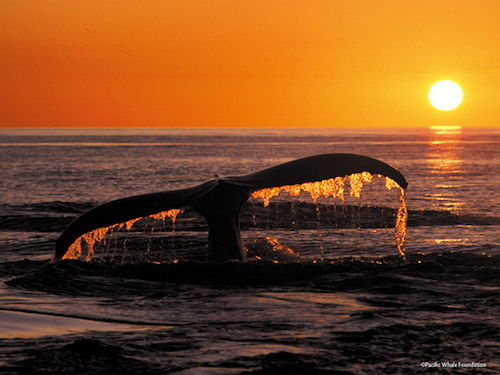 Hawaii_Maui_whales_festival