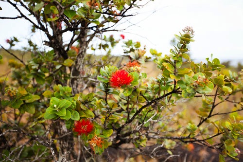 red_cinder_road_big_island_hawaii