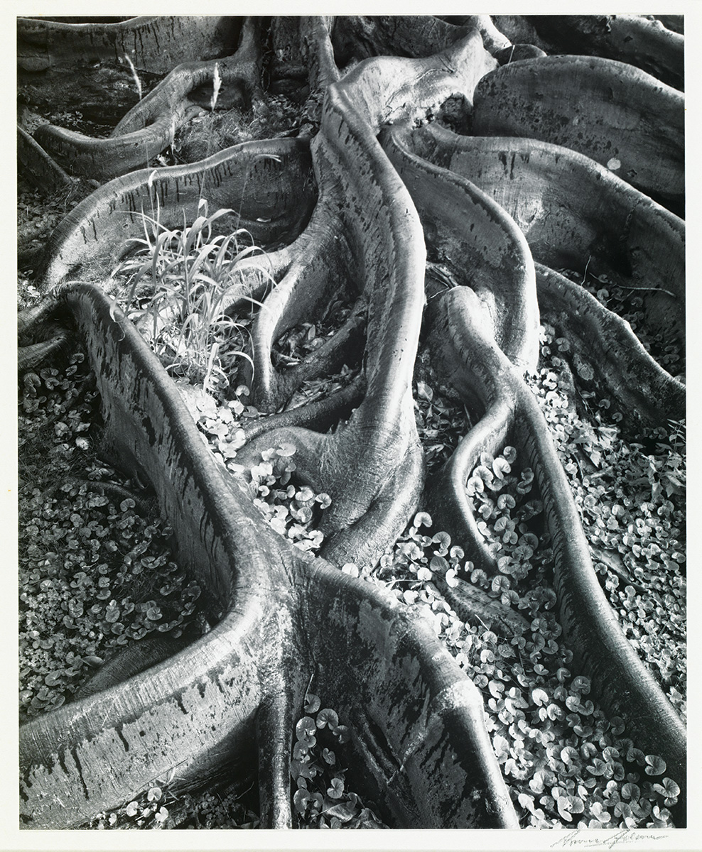 roots