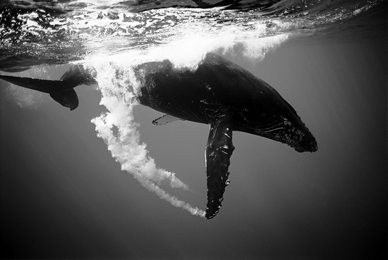 wayne-levin-underwater-photography