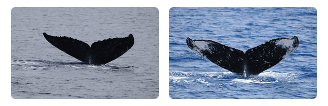 donate whale photos