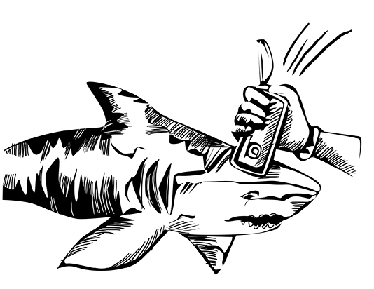 Shark Attack1
