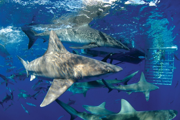 Sharkbunch