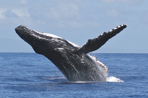 first_whale_2014_kauai