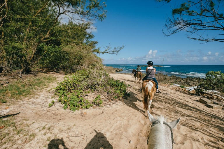 horses turtle bay