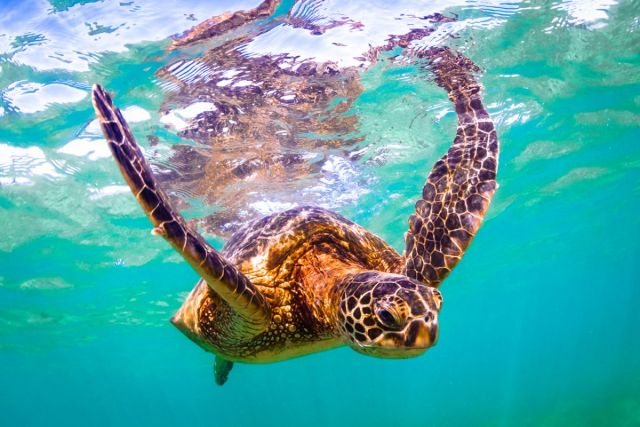 Hawaiian sea turtle
