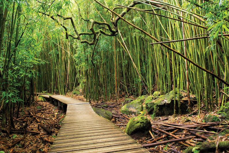 pipiwai trail