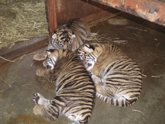 introducing_Honolulu_zoo_tiger_cubs