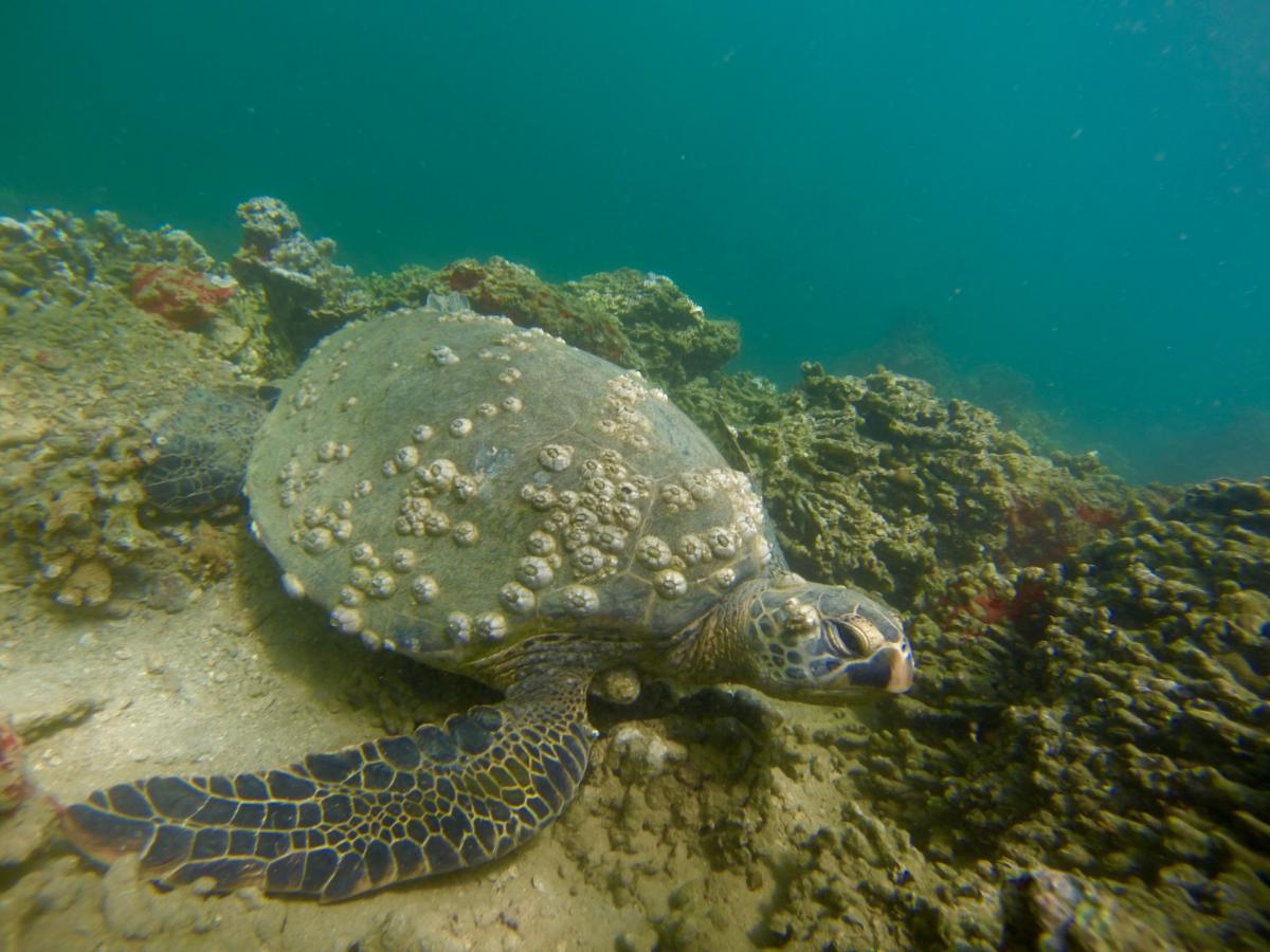 turtle maui