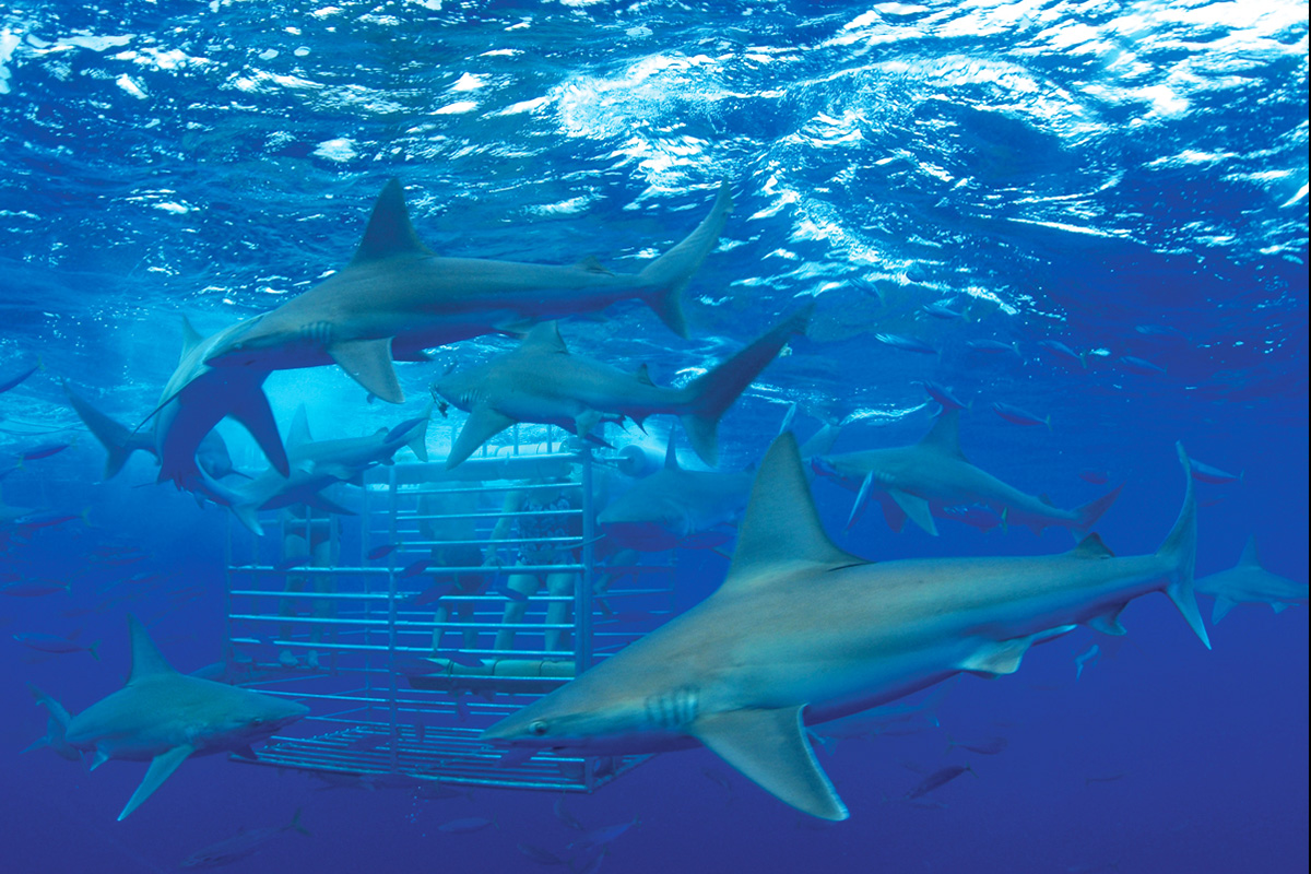 sharks