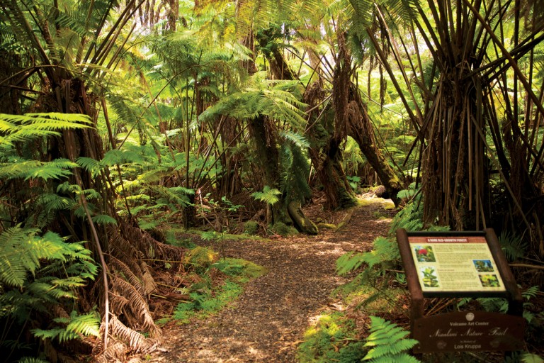 VV-tunisin-Volcano-Art-Center's-Niaulani-Rainforest-31(Photo-By-Jesse-Tunison)