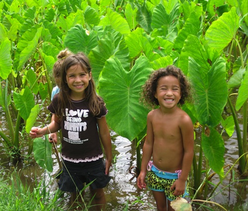 Waipa_Kalo_Festival_Kauai_taro_Hawaii