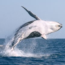 Whale Day 1