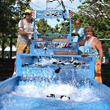 Whale_Day_Maui_weekend