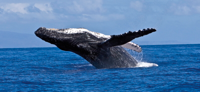 Whale Newsletter