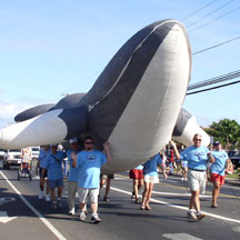 Maui_Whale_Festival_celebrates_return_of_humpbacks