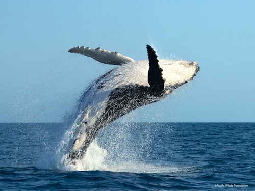 WhaleDay