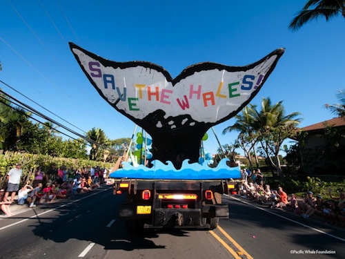 Hawaii_Maui_whale Hawaii_Maui_whale