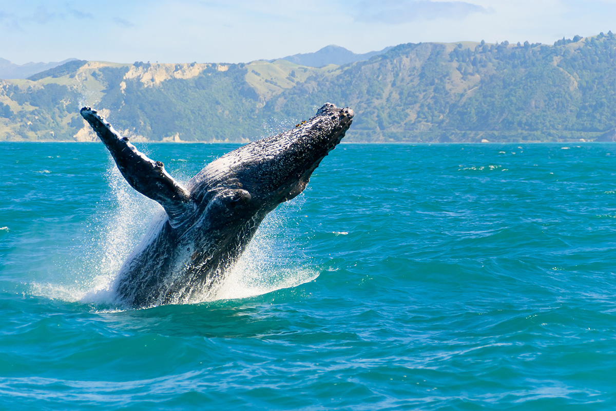 whale