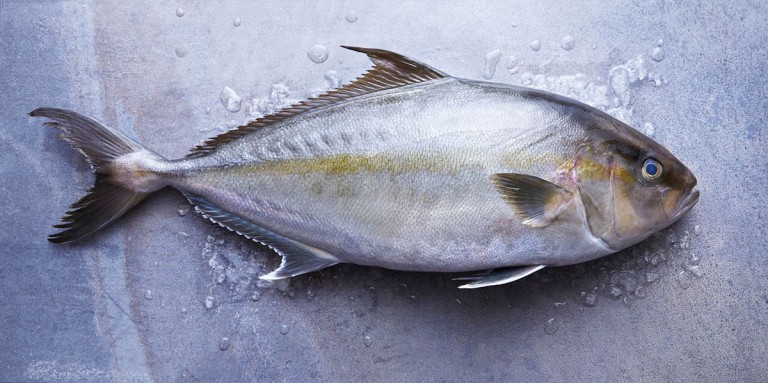 kanpachi