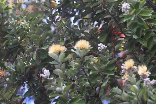 Hawaii_Volcanoes_National_Park_guided_hikes Hawaii_Volcanoes_National_Park_guided_hikes