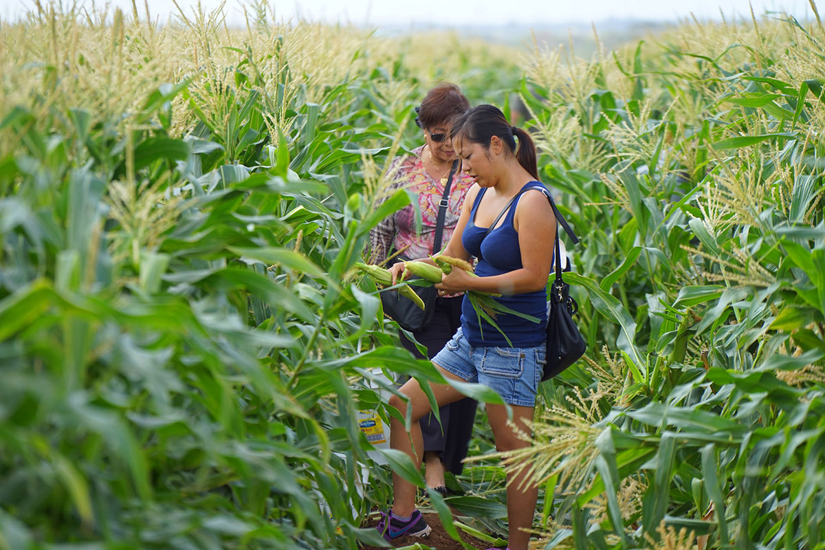 corn