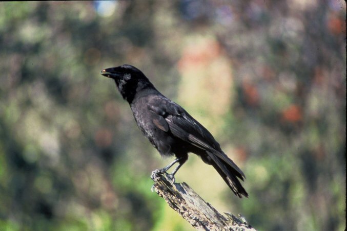 alala native hawaiian crow