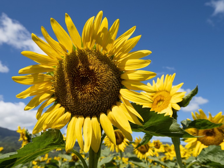 alohafriday-HN1908-dc-Sunflowers-0428