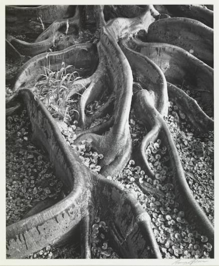 ansel roots