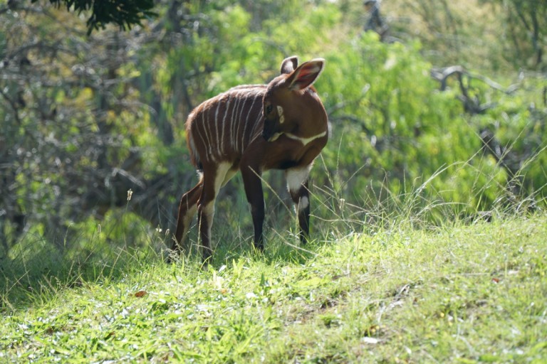 babybongo1