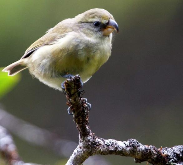 bird1