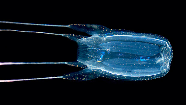 box jelly