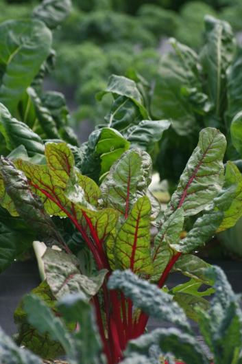 chard