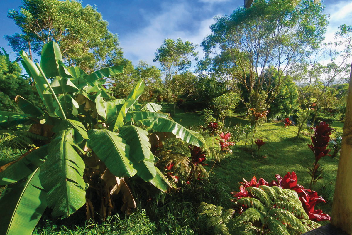 big island tea