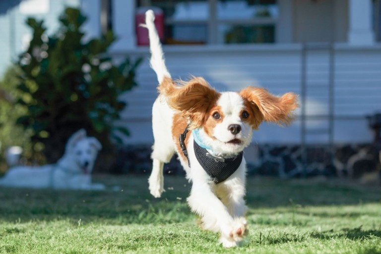 dog