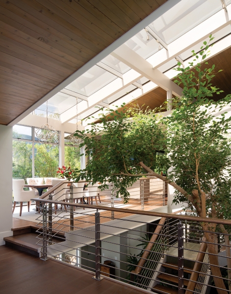 ficus