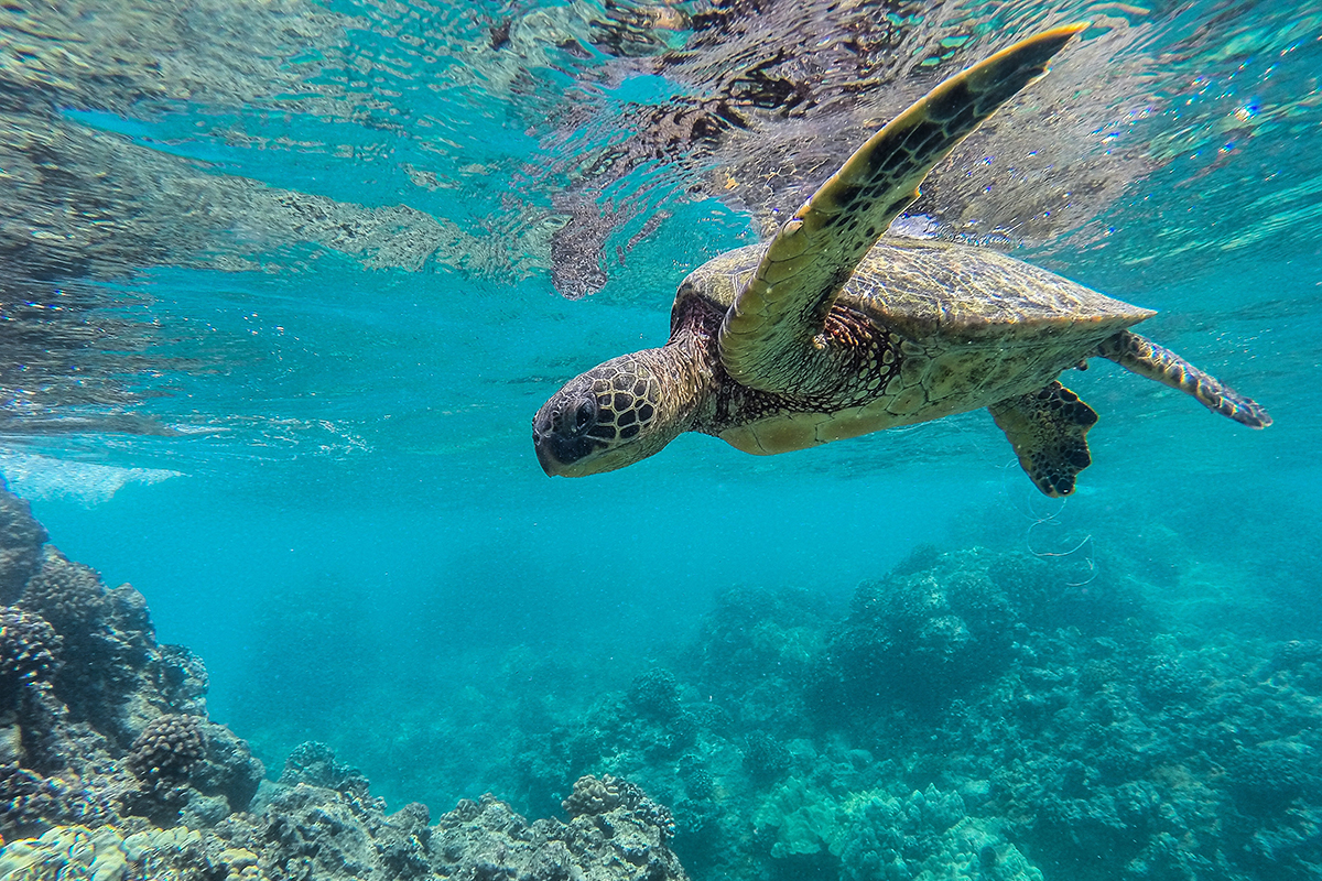 turtle