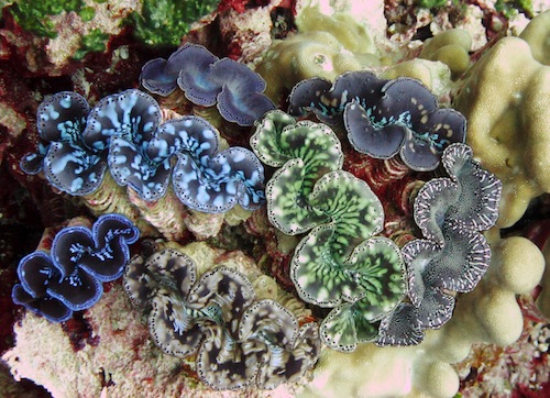 pacific_remote_islands_marine_national_monument_expansion pacific_remote_islands_marine_national_monument_expansion