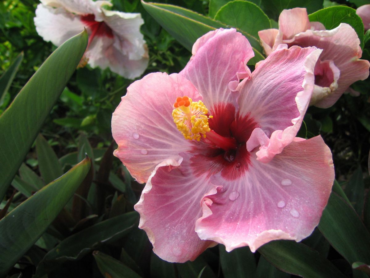 hibiscus hawaii
