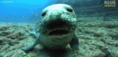 hawaiian monk seal