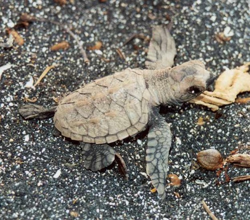hawaii_volcanoes_national_park_impact_grant_benefits_hawksbill_honuea_turtle hawaii_volcanoes_national_park_impact_grant_benefits_hawksbill_honuea_turtle