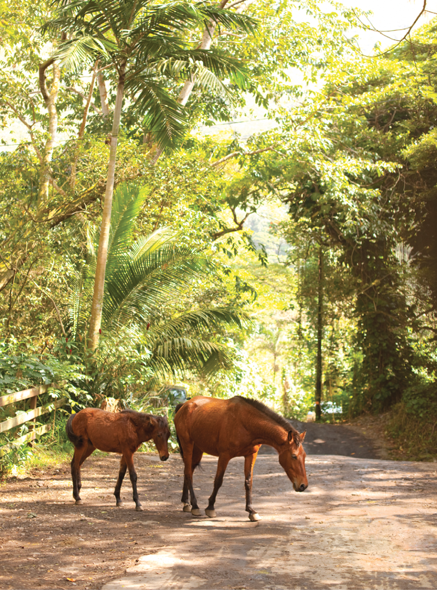 waipio valley hawaii