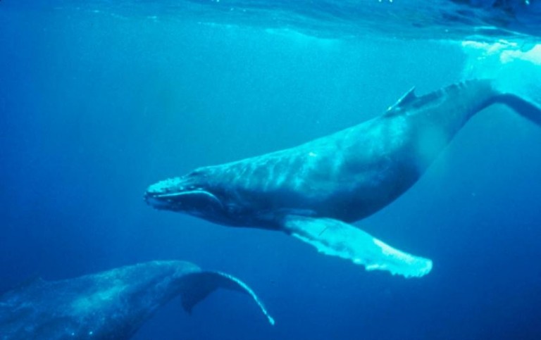 humpback